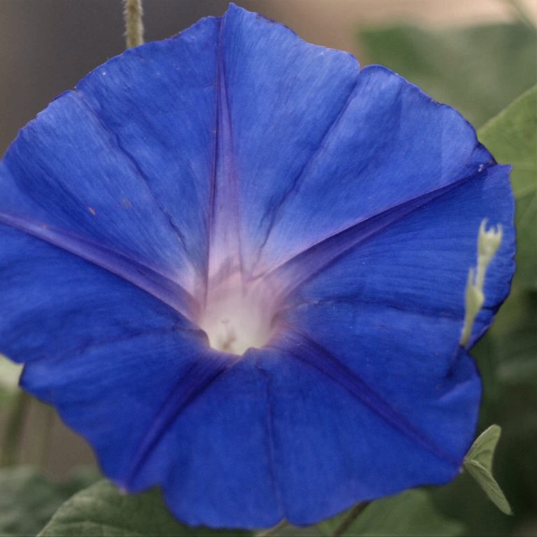 IPOMEA RAMPICANTE BLUE O CAMPANELLA